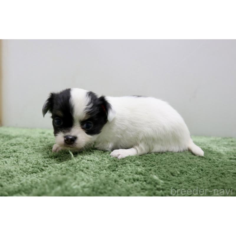 販売中の群馬県のチワワ(ロングコート)-425281の5枚目