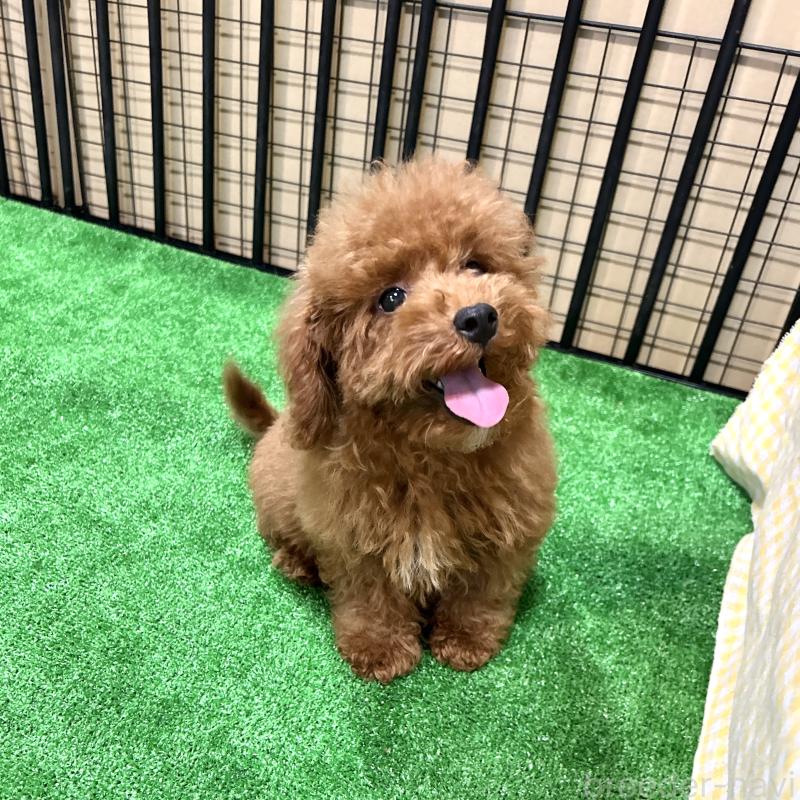 商談中の栃木県のトイプードル-415740の8枚目