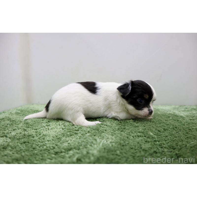 販売中の群馬県のチワワ(ロングコート)-425281の4枚目