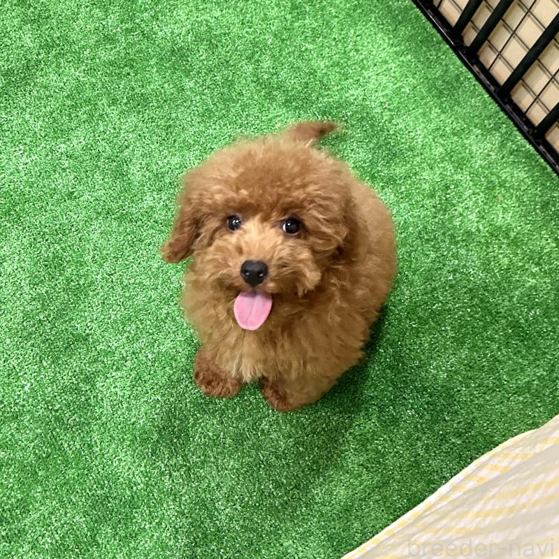 商談中の栃木県のトイプードル-415740の7枚目