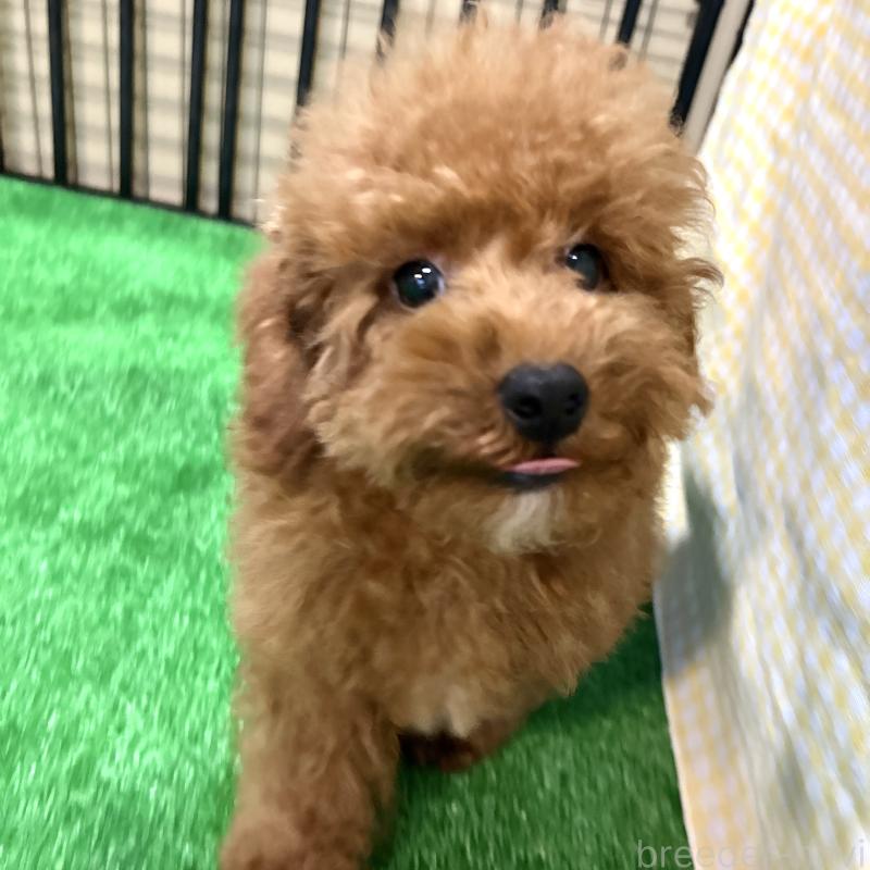 商談中の栃木県のトイプードル-415740の6枚目