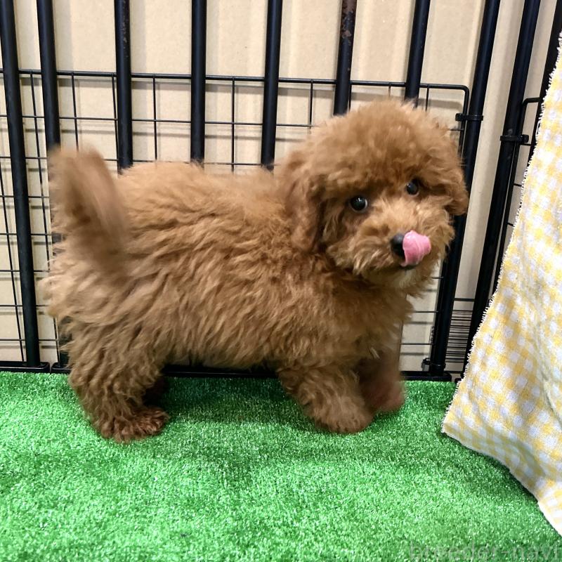 商談中の栃木県のトイプードル-415740の5枚目