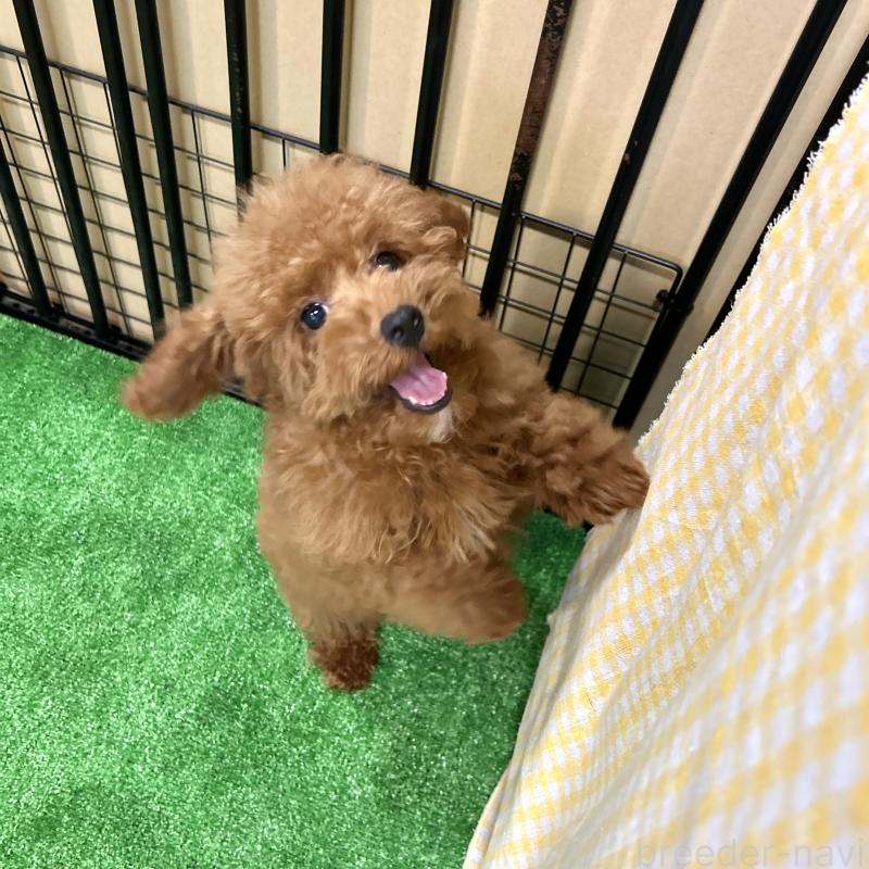 商談中の栃木県のトイプードル-415740の4枚目