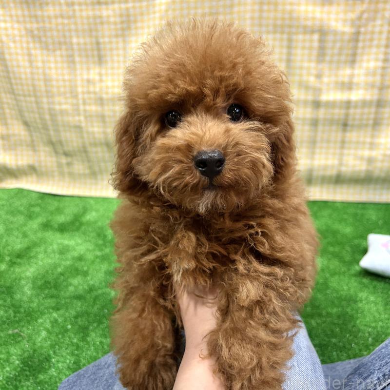 商談中の栃木県のトイプードル-415740の3枚目