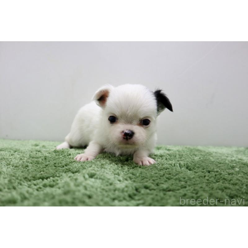 販売中の群馬県のチワワ(ロングコート)-425282の5枚目