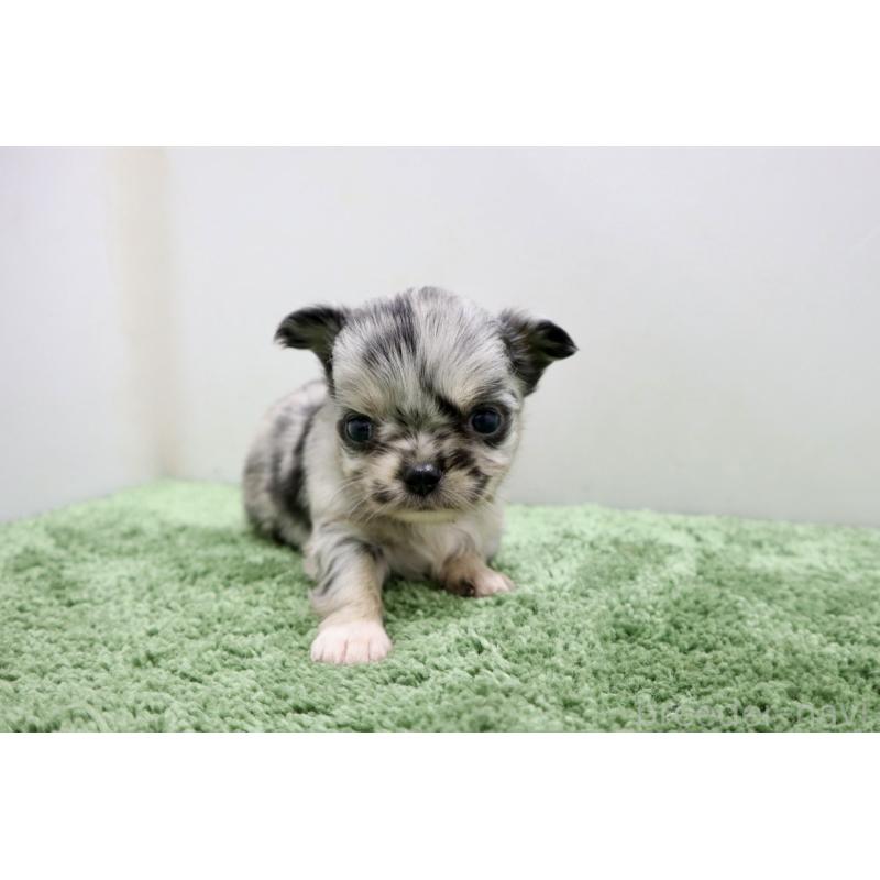 販売中の群馬県のチワワ(ロングコート)-425283の6枚目