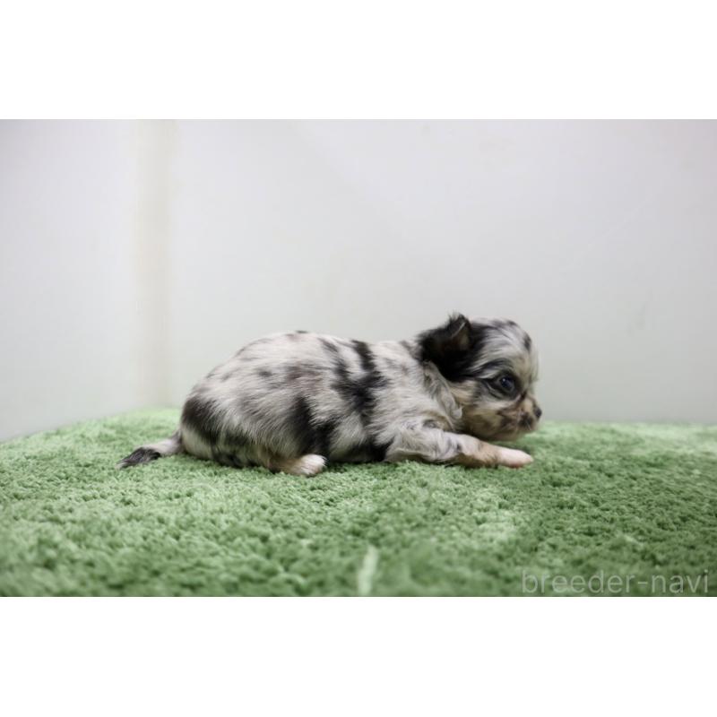 販売中の群馬県のチワワ(ロングコート)-425283の5枚目