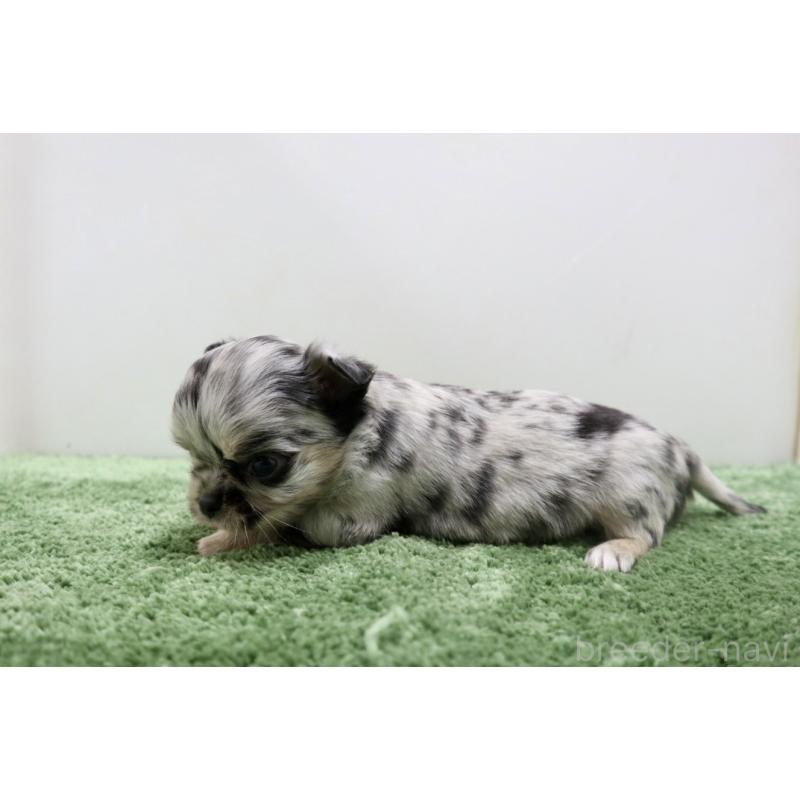 販売中の群馬県のチワワ(ロングコート)-425283の4枚目