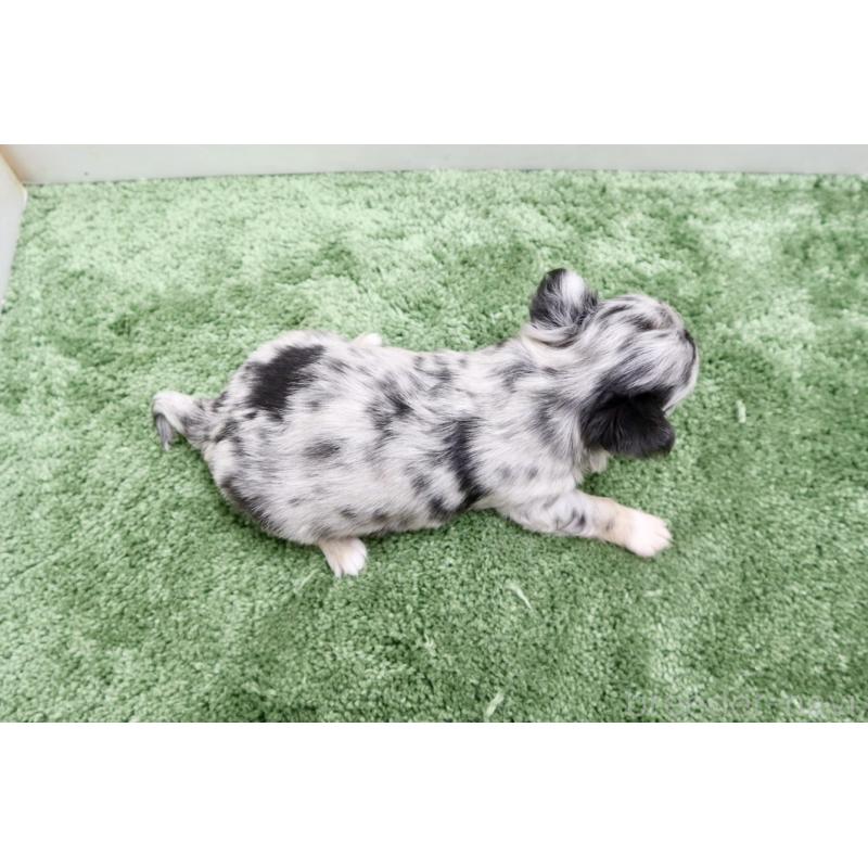 販売中の群馬県のチワワ(ロングコート)-425283の2枚目