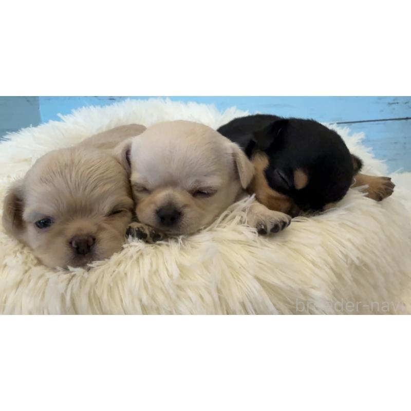 販売中の埼玉県のチワワ(スムースコート)-425284の8枚目