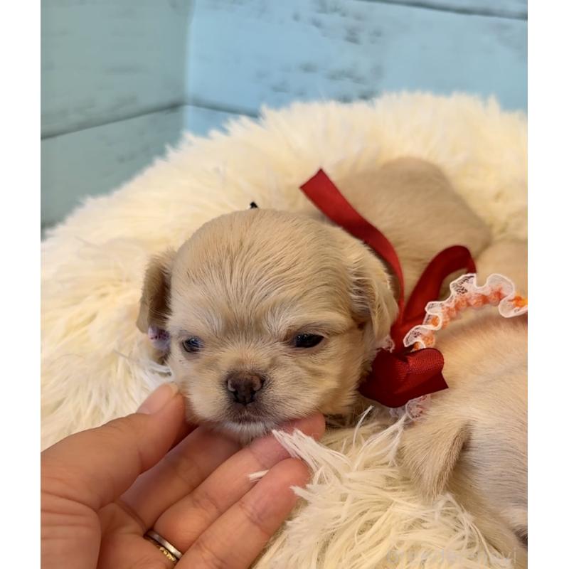 販売中の埼玉県のチワワ(ロングコート)-425285の8枚目