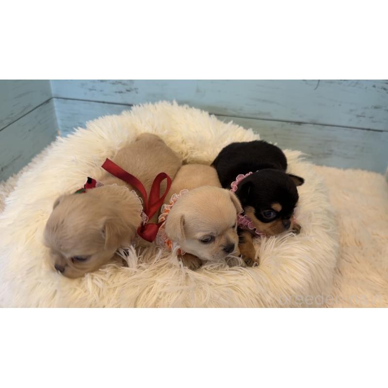 販売中の埼玉県のチワワ(ロングコート)-425285の7枚目