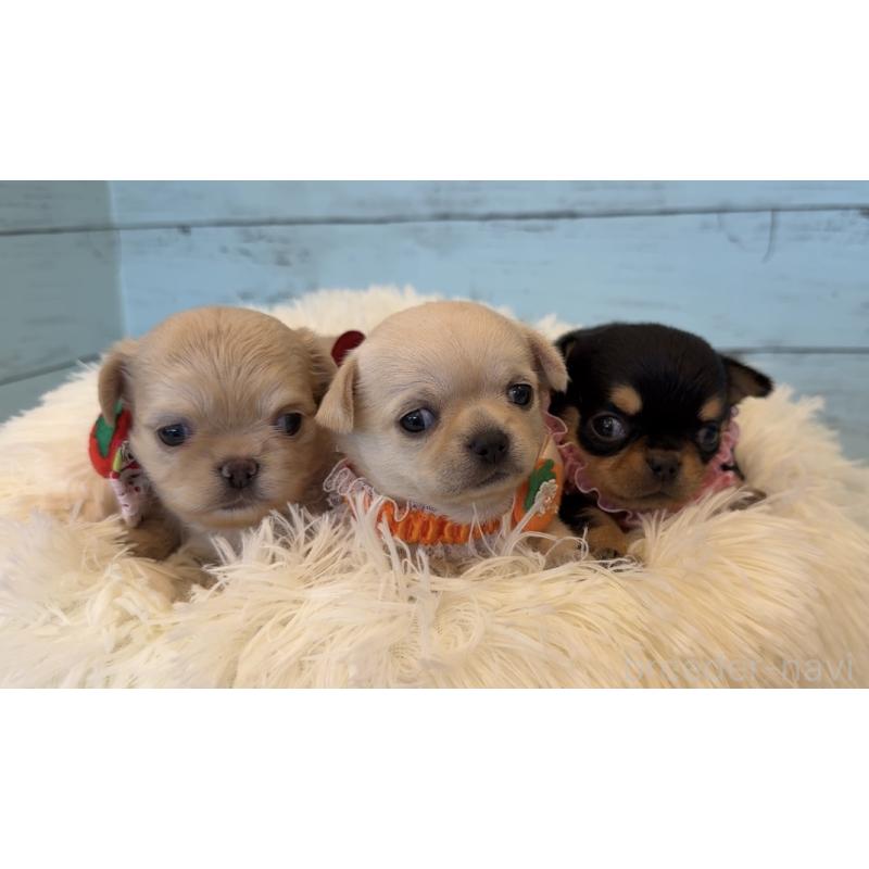 販売中の埼玉県のチワワ(ロングコート)-425285の5枚目