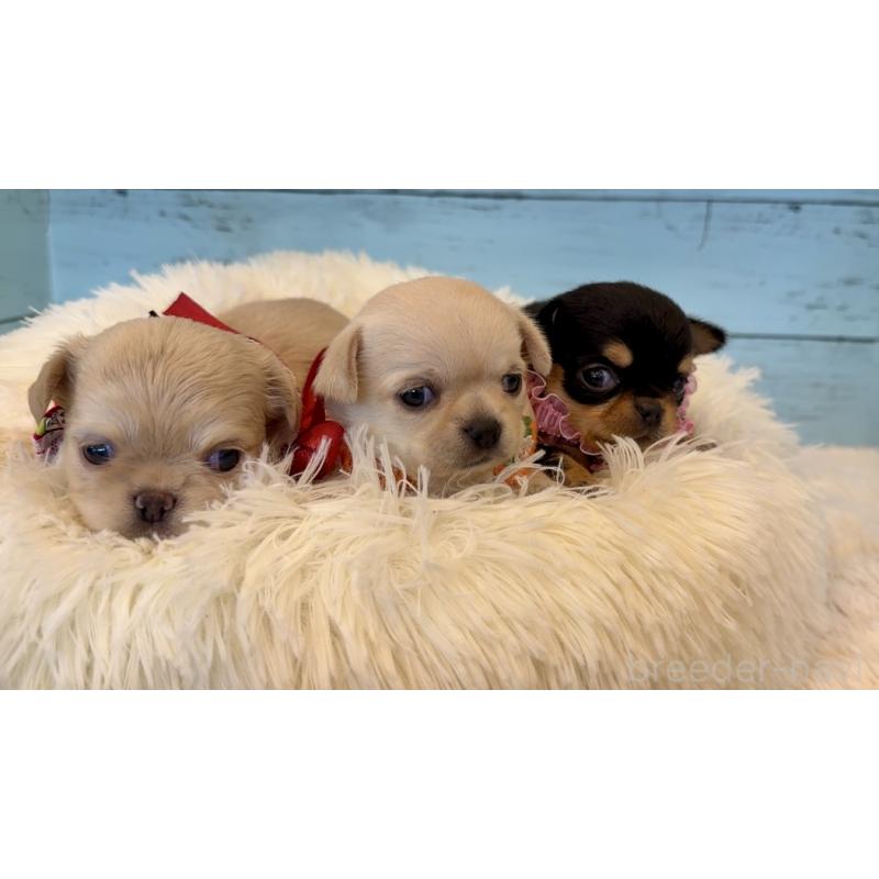 販売中の埼玉県のチワワ(スムースコート)-425286の11枚目