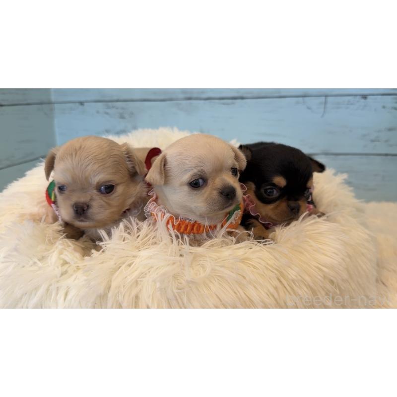 販売中の埼玉県のチワワ(スムースコート)-425286の8枚目