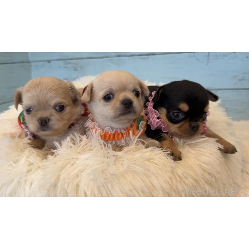 販売中の埼玉県のチワワ(スムースコート)-425286の6枚目