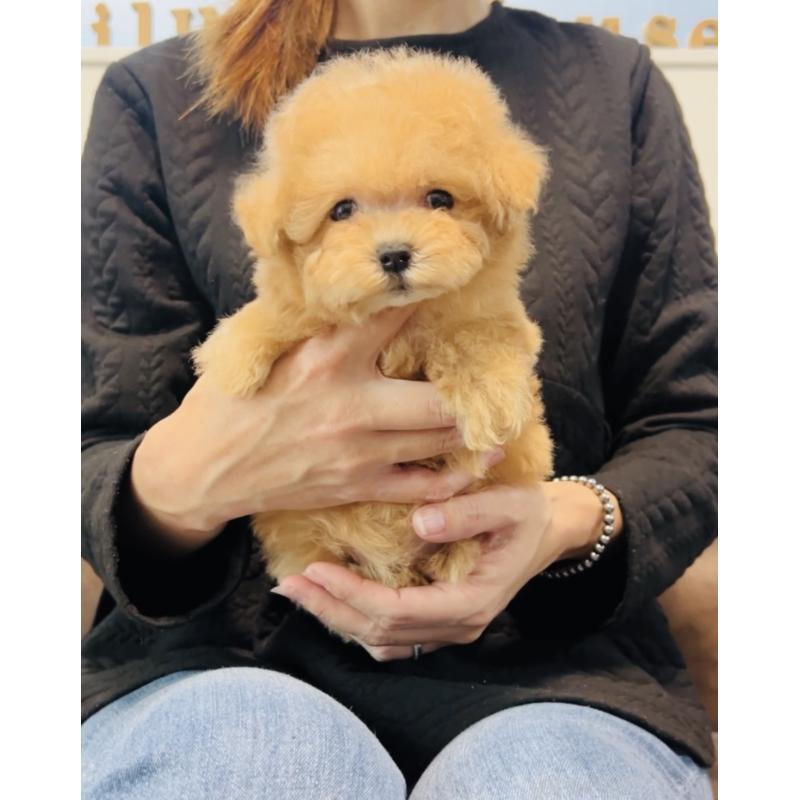 販売中の福岡県のミックス犬-425287の6枚目