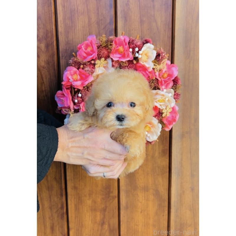 販売中の福岡県のミックス犬-425287の5枚目