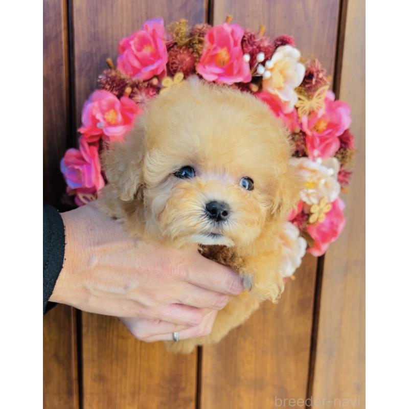 販売中の福岡県のミックス犬-425287の4枚目