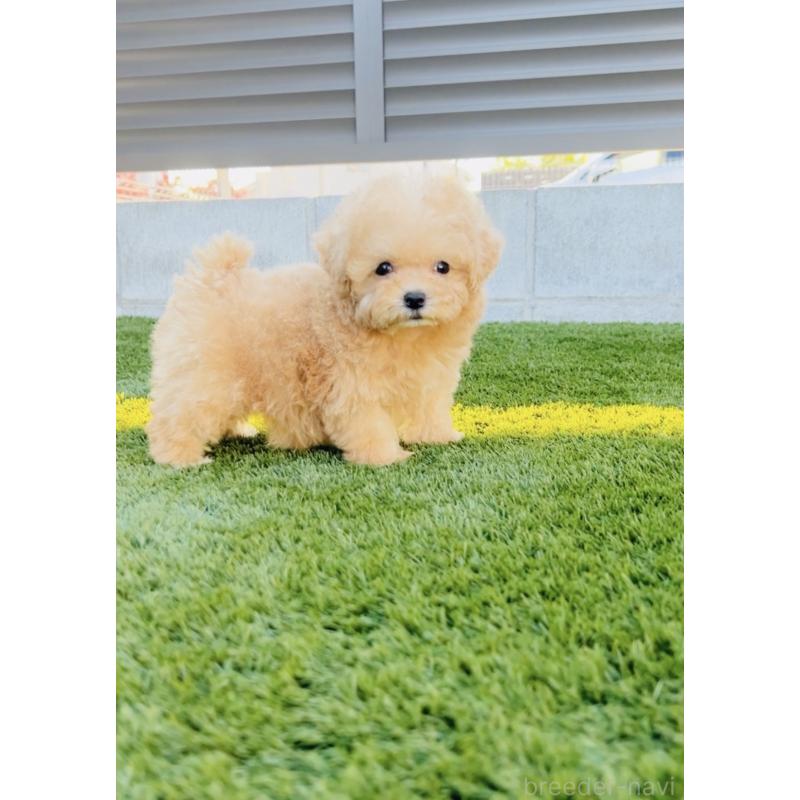 販売中の福岡県のミックス犬-425287の3枚目