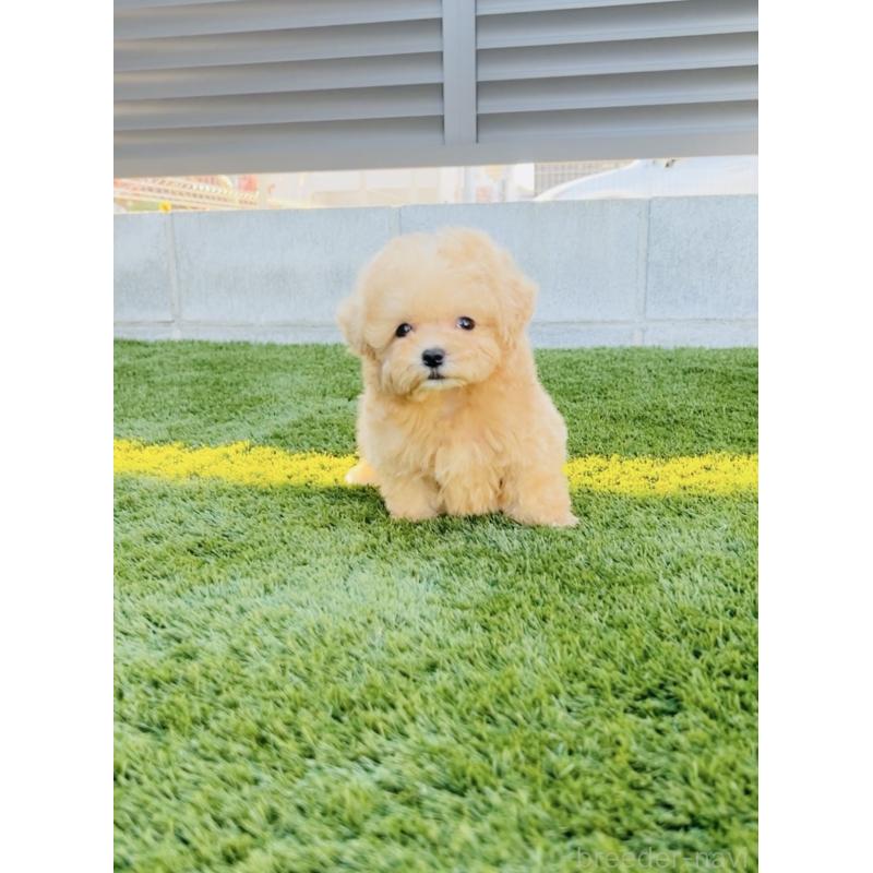 販売中の福岡県のミックス犬-425287の2枚目