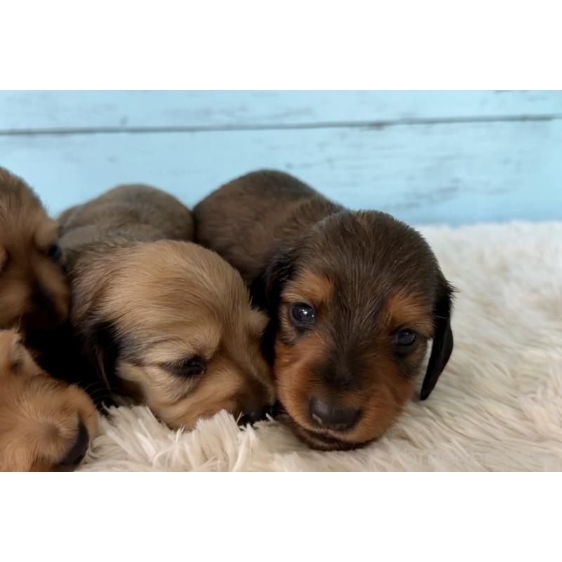 販売中の埼玉県のミニチュアダックスフンド(ロングヘアード)-425288の4枚目