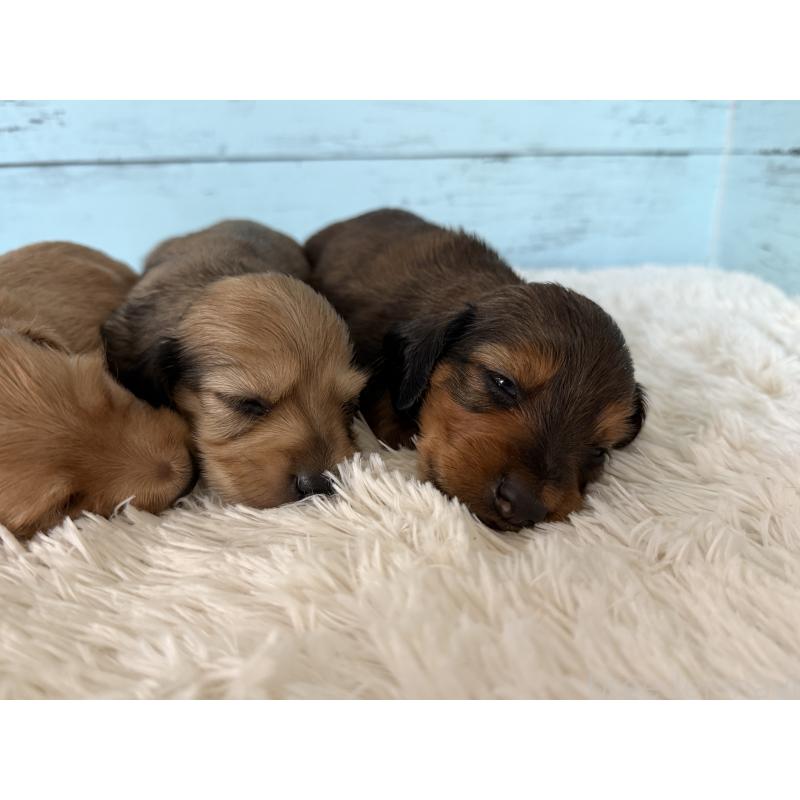 販売中の埼玉県のミニチュアダックスフンド(ロングヘアード)-425288の2枚目