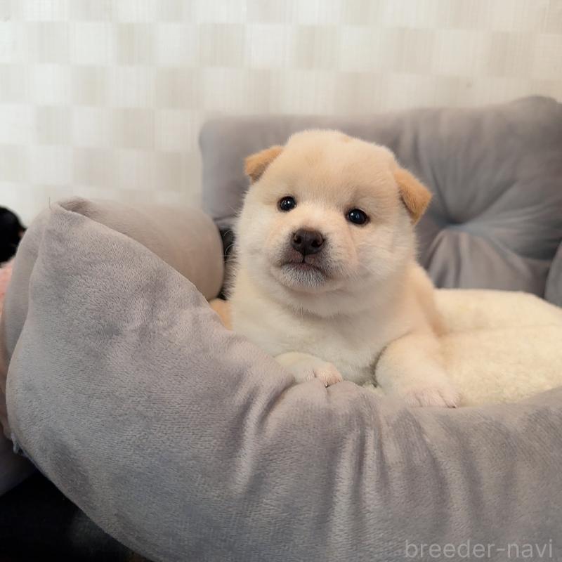 販売中の大阪府の豆柴-425173の8枚目