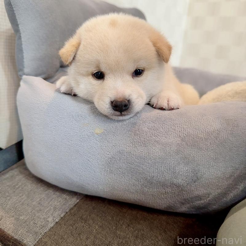 販売中の大阪府の豆柴-425173の7枚目