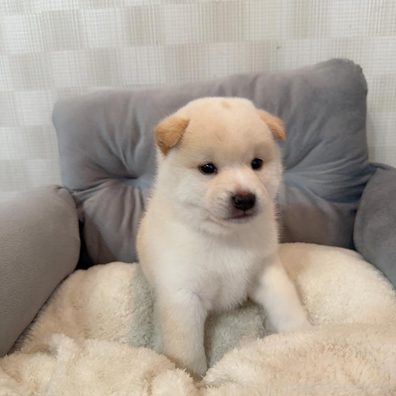 販売中の大阪府の豆柴-425173の6枚目