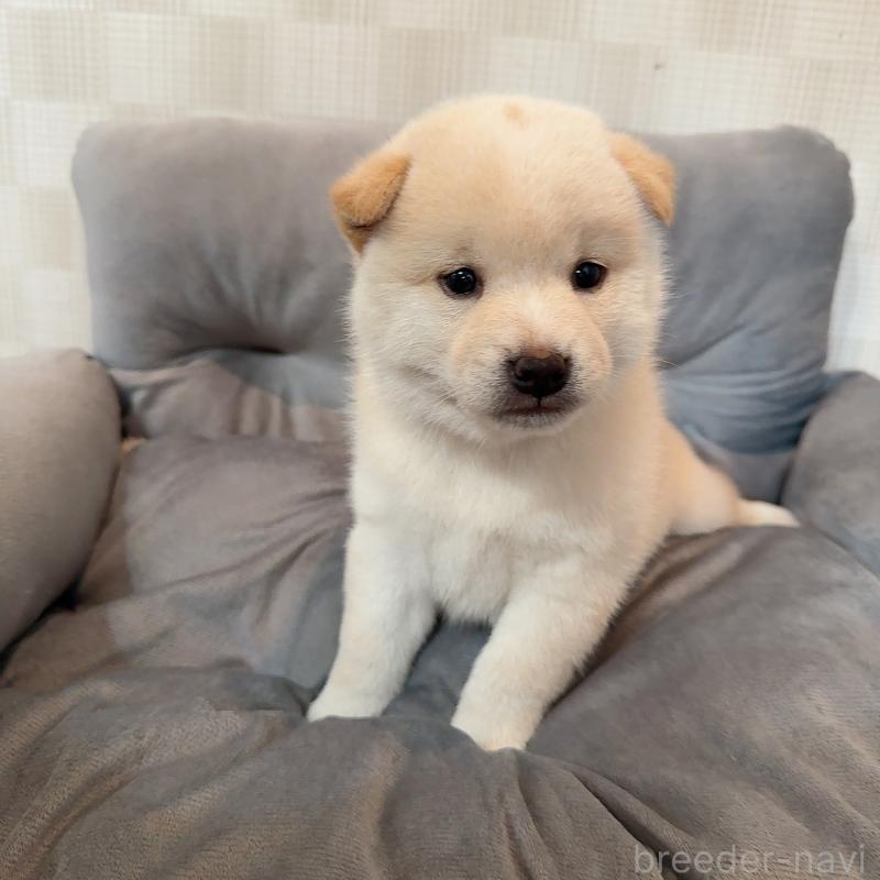 販売中の大阪府の豆柴-425173の5枚目