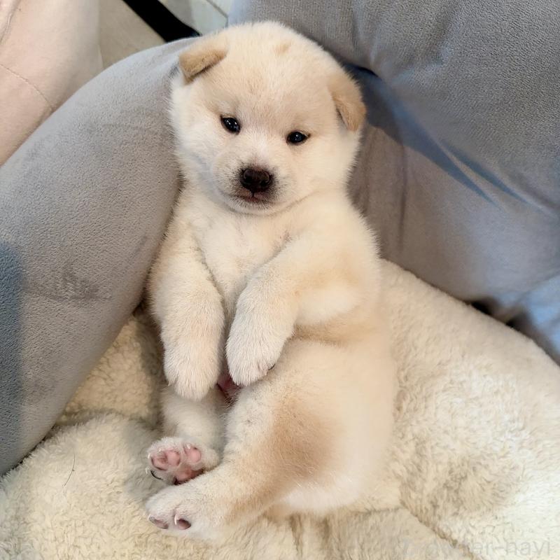 販売中の大阪府の豆柴-425173の4枚目