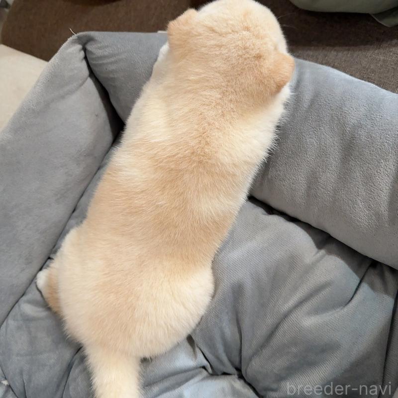 販売中の大阪府の豆柴-425173の3枚目