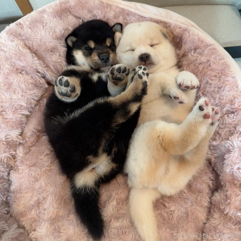 販売中の大阪府の豆柴-425173の2枚目