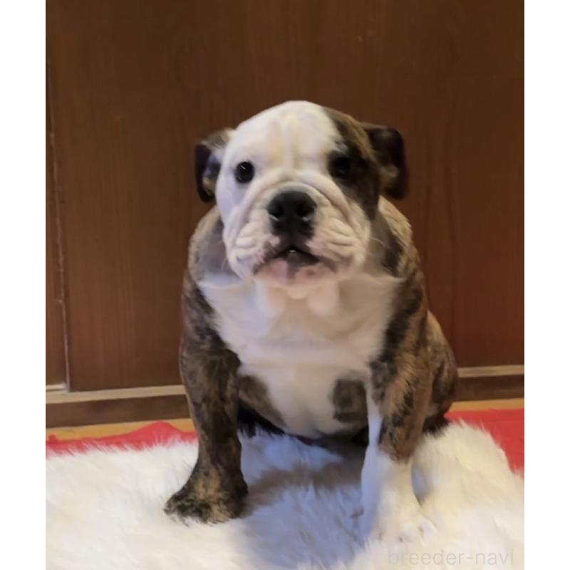 成約済の埼玉県のブルドッグ-423214の4枚目