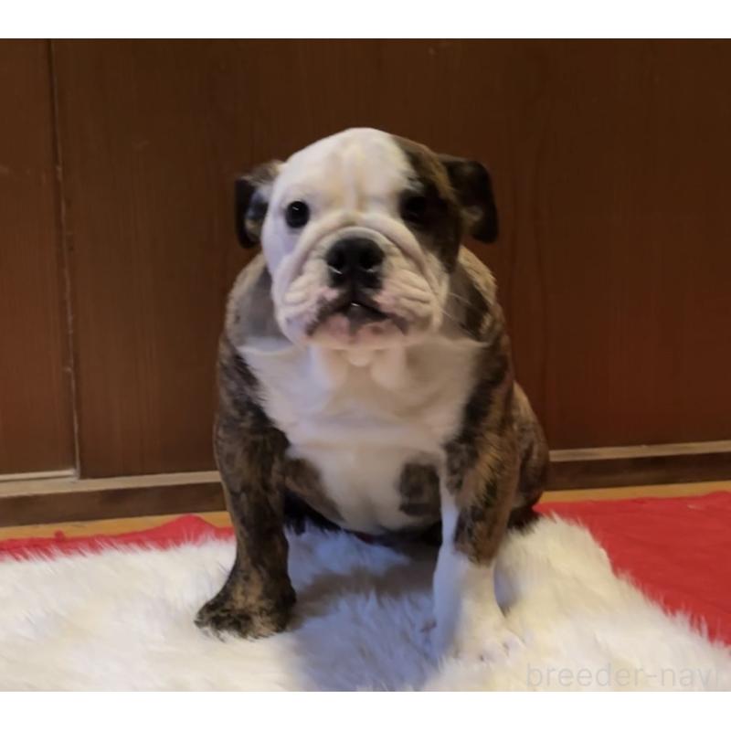 成約済の埼玉県のブルドッグ-423214の3枚目