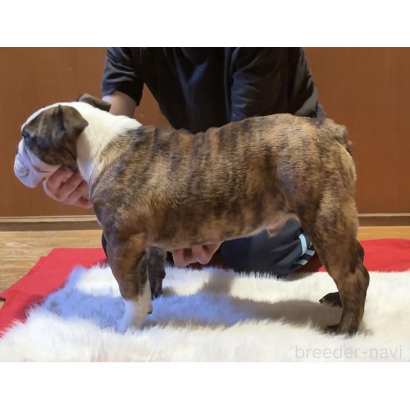 成約済の埼玉県のブルドッグ-423214の2枚目