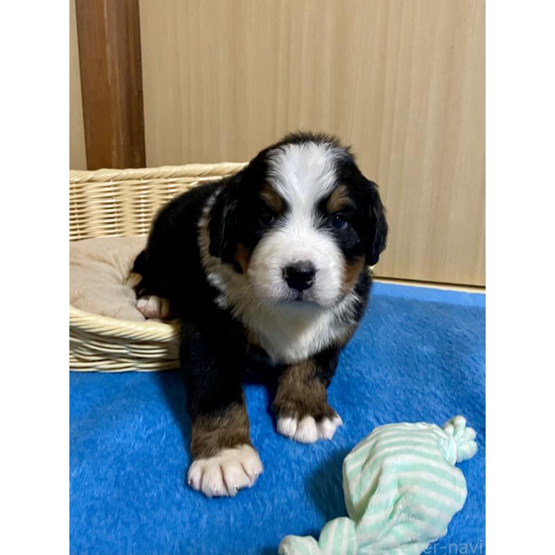 販売中の茨城県のバーニーズマウンテンドッグ-425295の8枚目