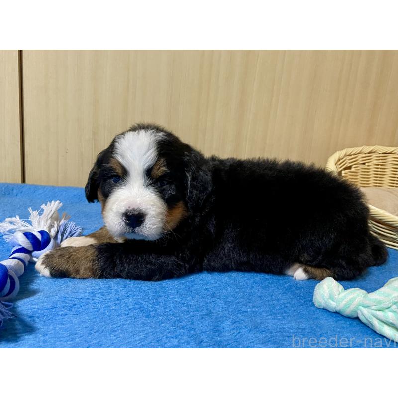 販売中の茨城県のバーニーズマウンテンドッグ-425295の7枚目