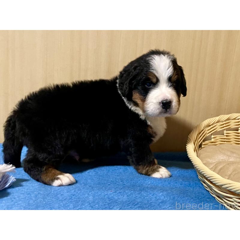 販売中の茨城県のバーニーズマウンテンドッグ-425295の6枚目