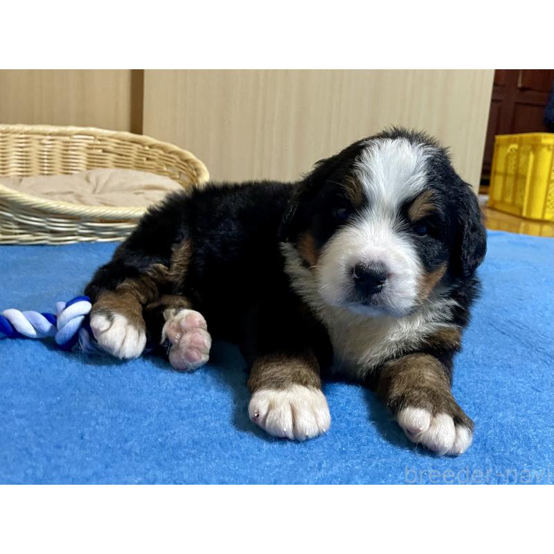 販売中の茨城県のバーニーズマウンテンドッグ-425295の5枚目