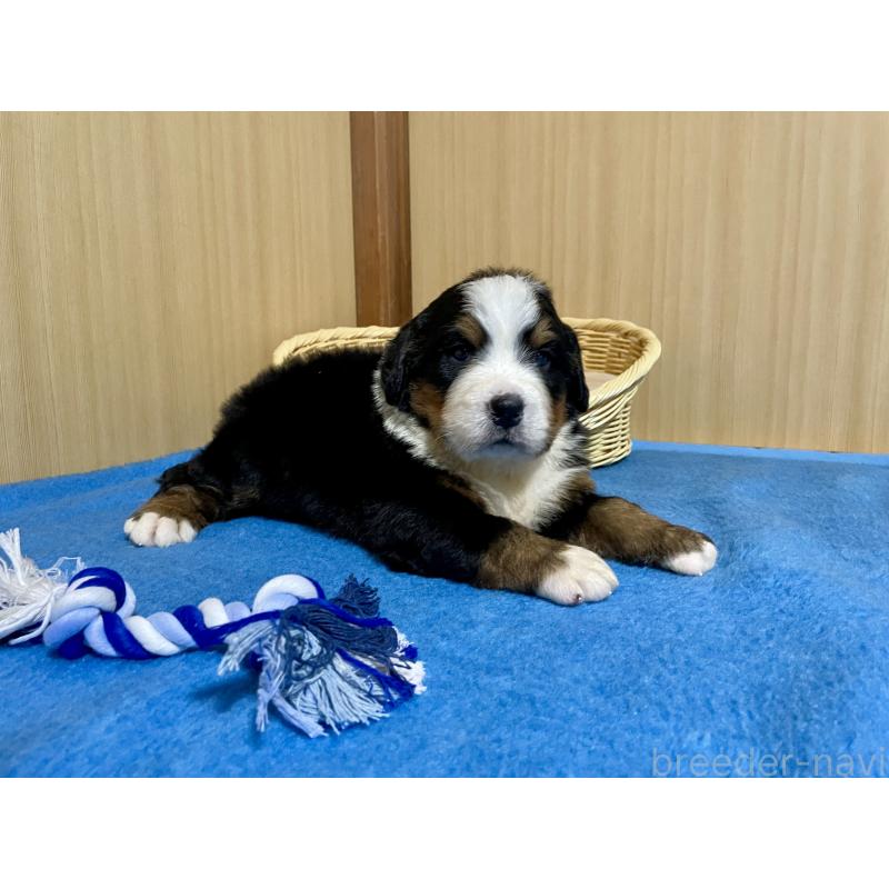 販売中の茨城県のバーニーズマウンテンドッグ-425295の4枚目