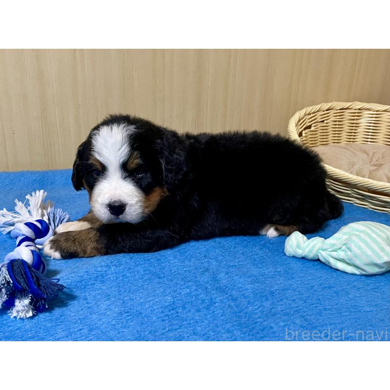 販売中の茨城県のバーニーズマウンテンドッグ-425295の3枚目