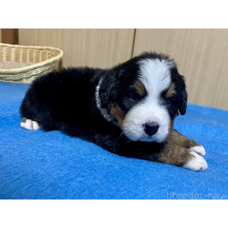 販売中の茨城県のバーニーズマウンテンドッグ-425295の2枚目