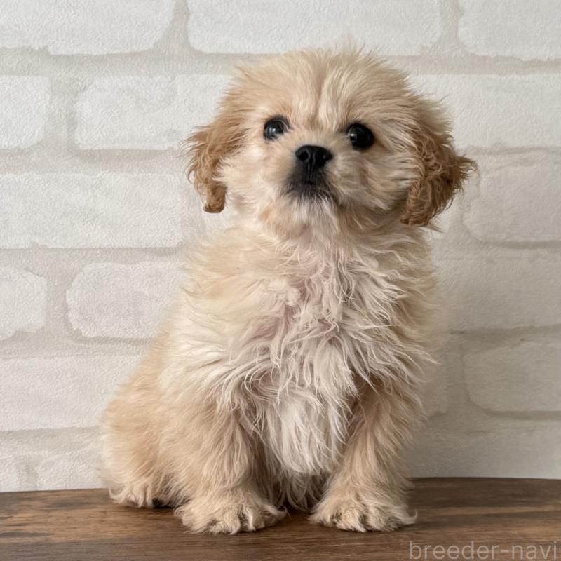 販売中ののミックス犬-419142