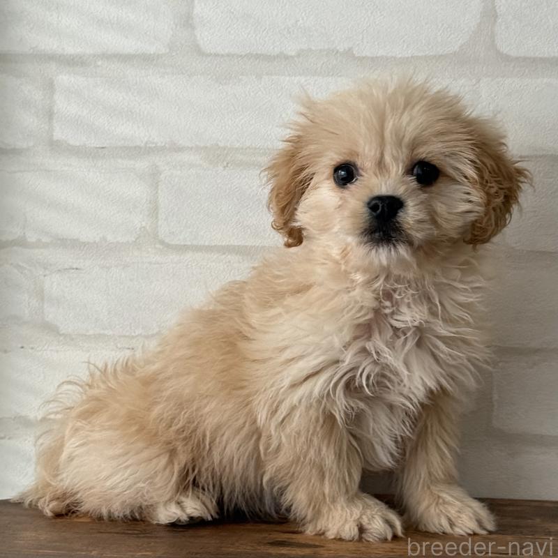 販売中の大阪府のミックス犬-419142の6枚目