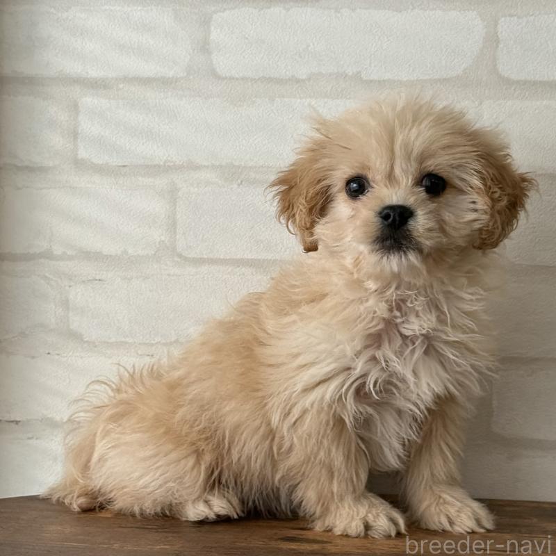 販売中の大阪府のミックス犬-419142の5枚目