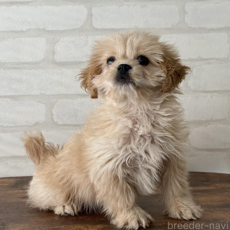 販売中の大阪府のミックス犬-419142の4枚目