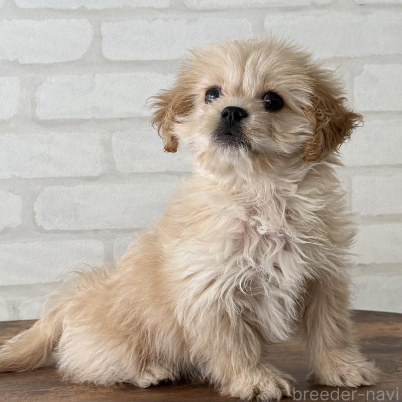 販売中の大阪府のミックス犬-419142の3枚目