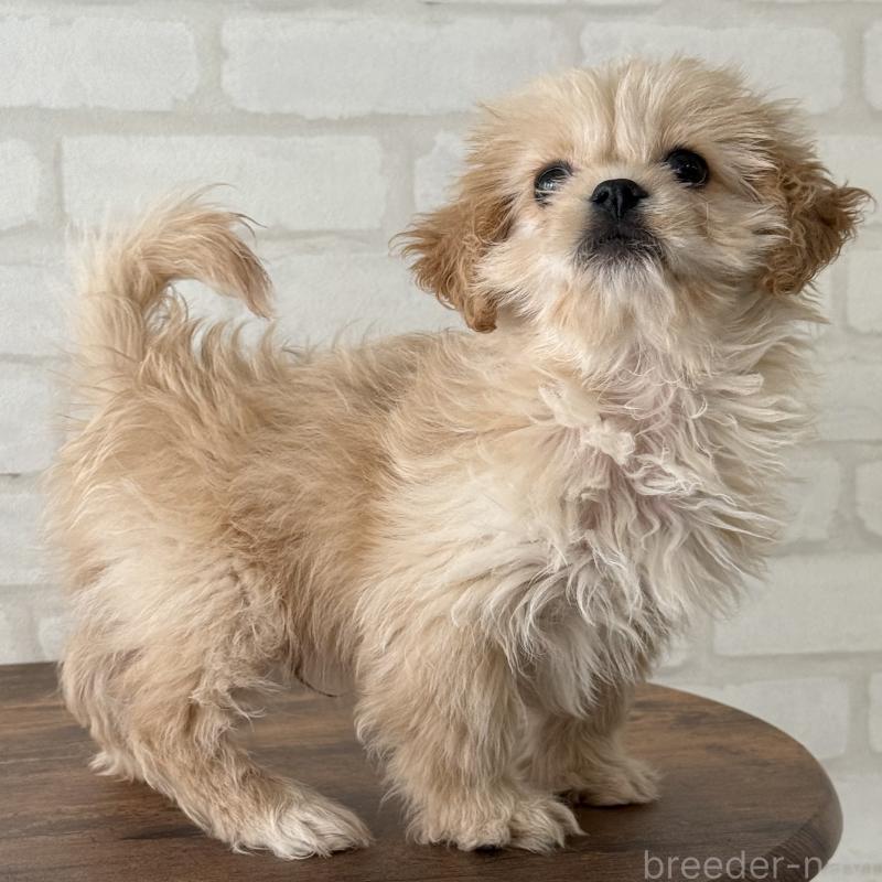 販売中の大阪府のミックス犬-419142の2枚目